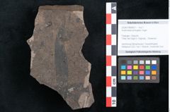 Foto (Objekt + Etikett) von Andromeda protogaea Unger (NHMW-GEO-2024-0188-8021)